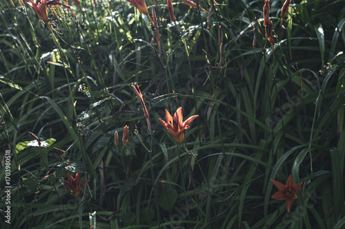 orange lily in the grass