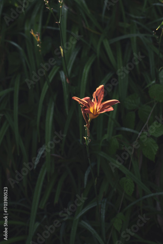orange lily in the grass