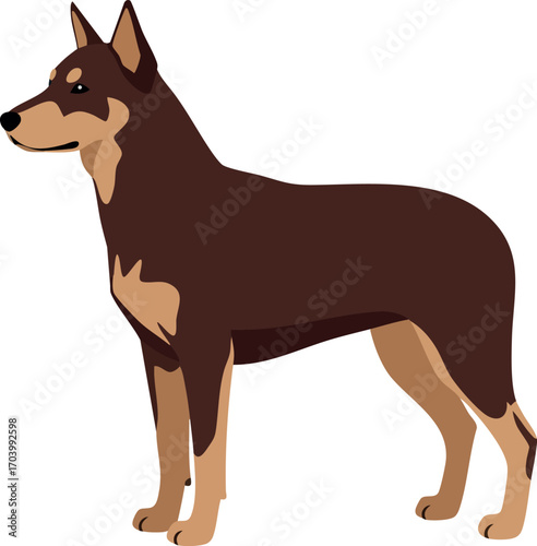 Doberman Pinscher dog standing side view digital vector art realistic style illustration