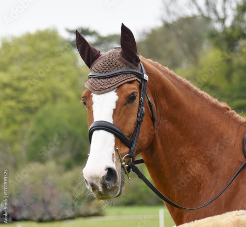 A chestnut horse wearing an ear bonnet.