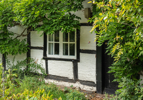 Window surrounded by wisteria in an old white tudor English rural cottage
