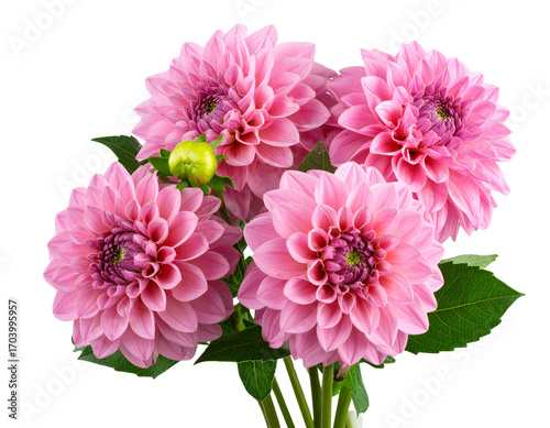 Pink Dahlia Flower Bouquet Isolated on Transparent Background PNG