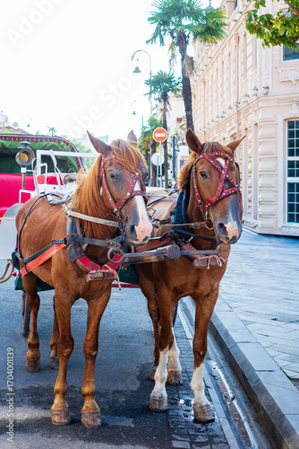 Two horses harnessed to a decorated carriage in Batumi, Georgia. This charming scene reflects a traditional mode of transport and a popular tourist attraction in the city’s historic center