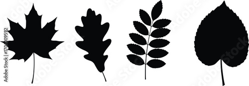 Silhouette leaf set vector illustration, maple oak rowan and linden leaves, nature foliage collection, botanical black icons design.