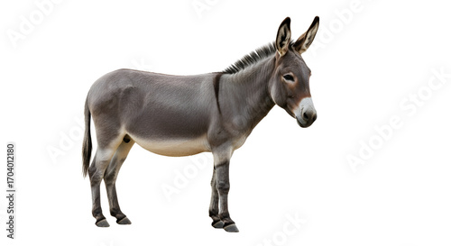 Gray donkey or ass standing profile isolated PNG with Transparent Background