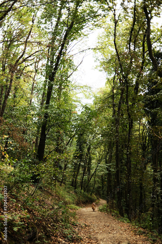 Obraz premium Australian Shepherd walking on a forest trail in Fruška Gora National Park, Serbia. Scenic woodland path surrounded by tall green trees and autumn leaves