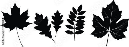 Silhouette vector leaves collection with maple, oak, rowan, and maple leaf outline, black botanical foliage icons for nature design.