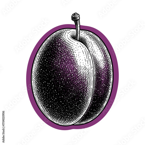 Black and white engraving sketch of plum on deep purple brush stroke, isolated on white background, vintage etching vector illustration