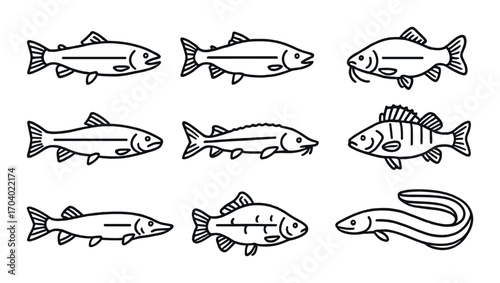 Various fish species illustrations in black and white
