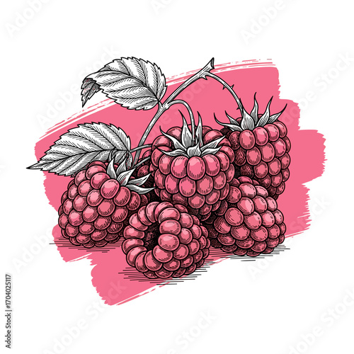 Black and white engraving sketch of raspberries on pink brush stroke, isolated on white background, vintage etching vector illustration