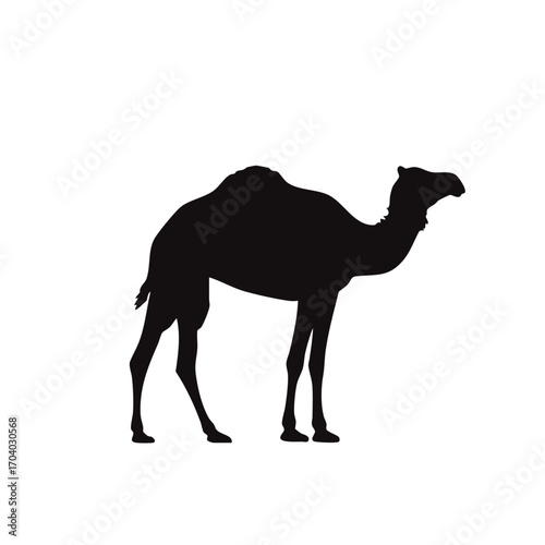 Silhouette of a Dromedary Camel Standing Profile View