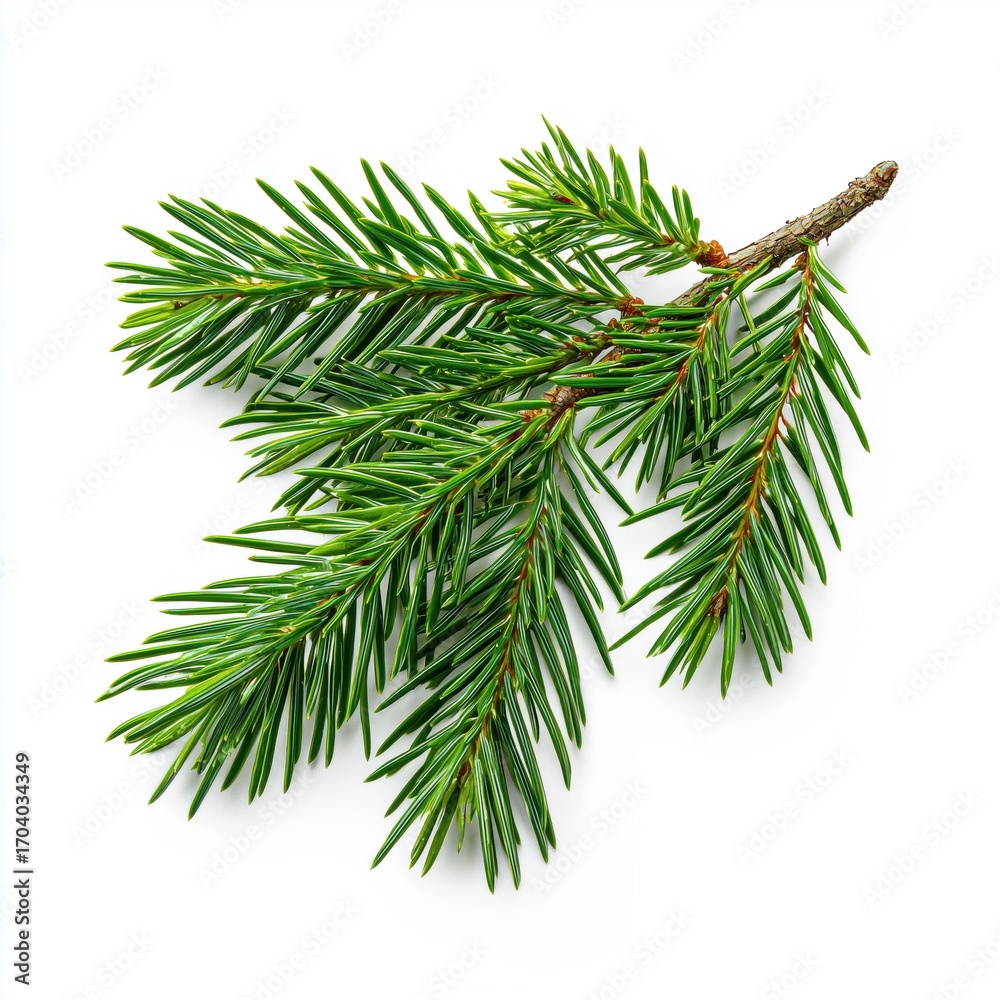 Naklejka premium Vibrant Green Fir Branch, Festive Holiday Decor , isolated on white background png