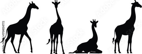 Giraffe silhouette vector illustration showing different poses including standing, walking, and sitting, wild African animal design for safari, nature, and educational artwork