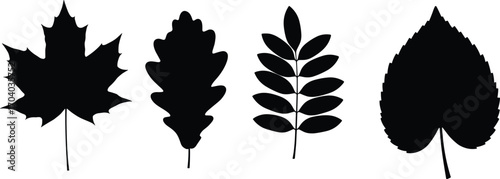 Vector illustration of four different black leaf silhouettes including maple, oak, rowan, and heart-shaped leaves isolated on white.