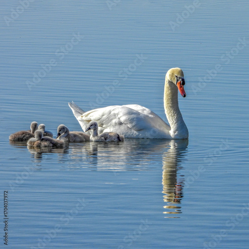 Magnifique cygne accompagnée par sa progéniture de canetons