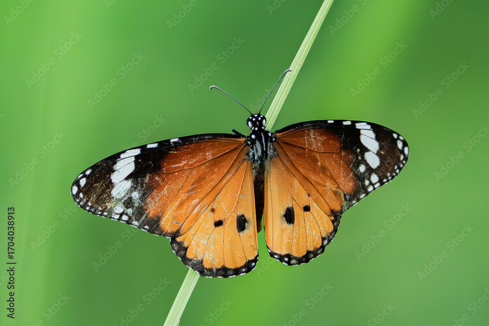 Fototapeta premium butterfly