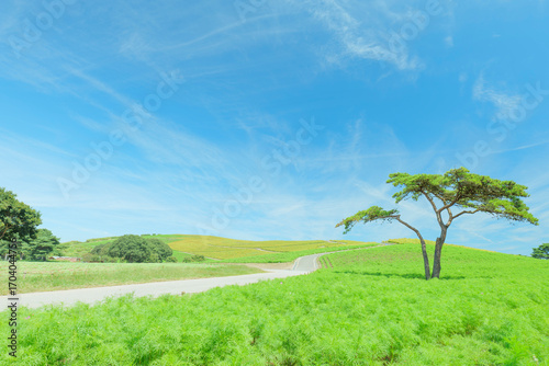秋晴れのひたち海浜公園　色づき始めるコキア