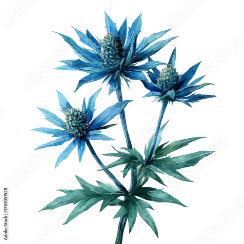 Eryngium, watercolor illustration vector, isolated on a white background.