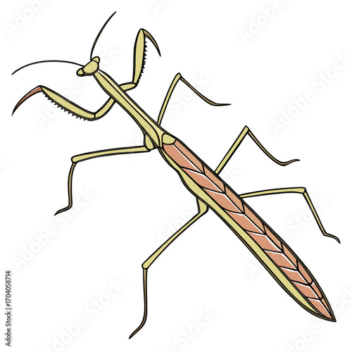 Praying mantis insect