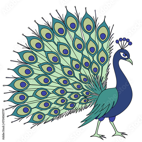 Peacock with fanned tail feathers