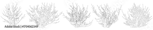 Bare bush set, contours. Vector illustration