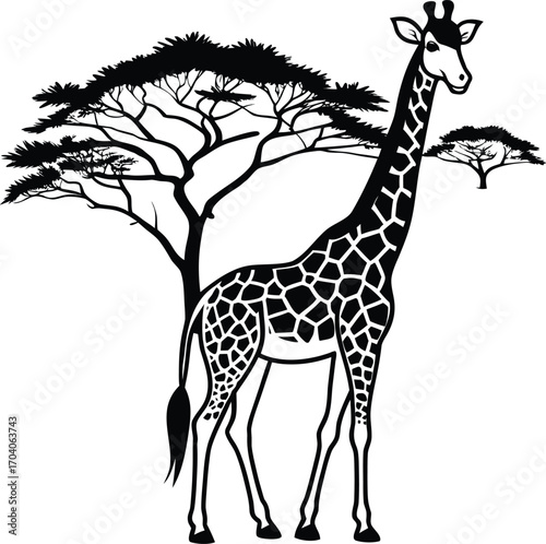 Majestic giraffe gracefully stands tall on african savannah amidst acacia trees a serene wildlife scene