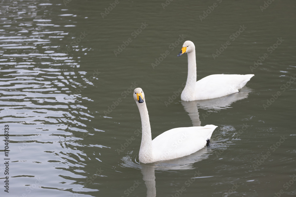 Fototapeta premium Two whooper swans (Cygnus cygnus) are swimming in the river.