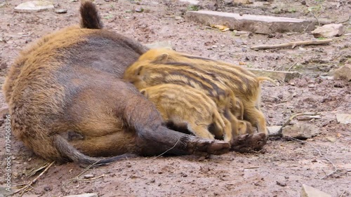 Close up of Wild boar baby piglets drinking milk from their mother