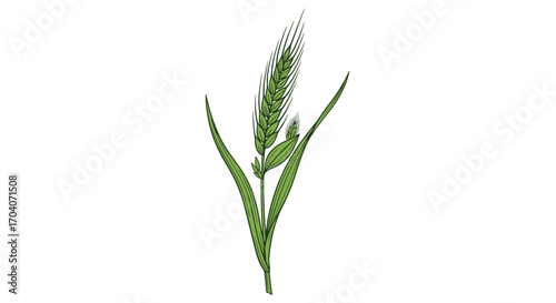 A close-up illustration of a single green stalk of grain with a detailed head and long leaves extending outwards.