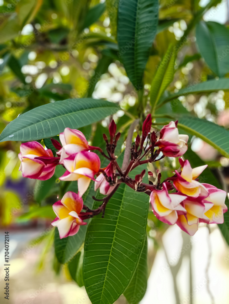 Obraz premium Plumeria in Bloom