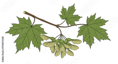 A close up of a branch with green maple leaves and samaras ready to fall.