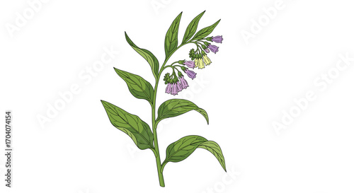 A healthy green comfrey plant with purple flowers and large leaves.