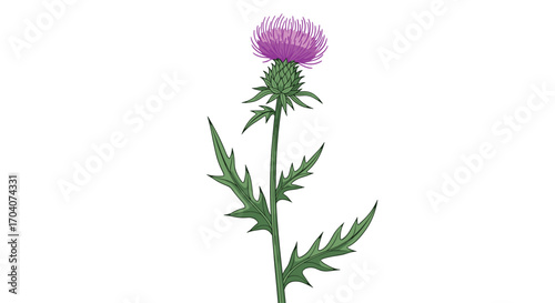 A striking prickly plant with a vibrant purple flower atop a tall green stem.