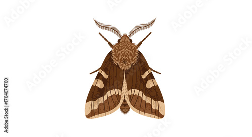 A beautiful brown moth with intricate markings on its wings rests with its wings spread wide on a white background.