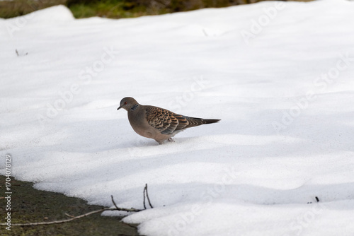 The Oriental turtle dove (Streptopelia orientalis) walks on the snow.