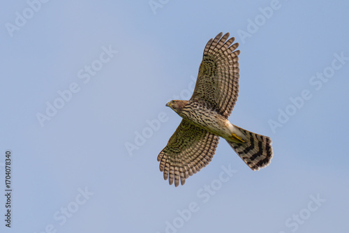 Cooper's Hawk