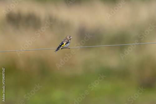 Photography Juvenile European Goldfinch (Carduelis carduelis) common across Europe -  Bull I