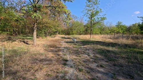 Happy dalmatian dog running in park, playing with owner, chasing a bright orange ball on sunny summer day. Active pet lifestyle concept.