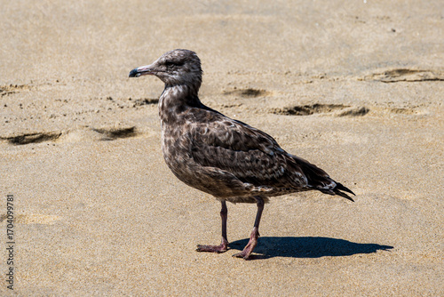 Sea Gull at Sea Bright New Jersey