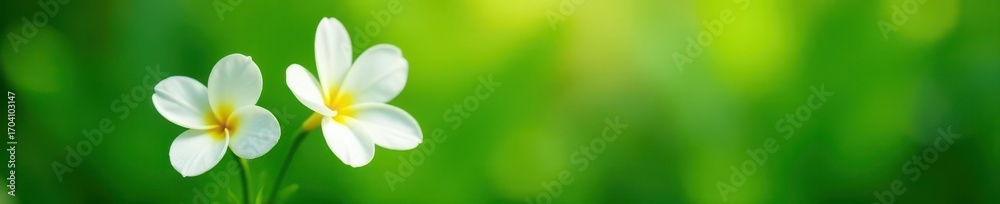 Fototapeta premium Two pristine white blossoms, one emphasized, lush green backdrop , vegetation, depth of field