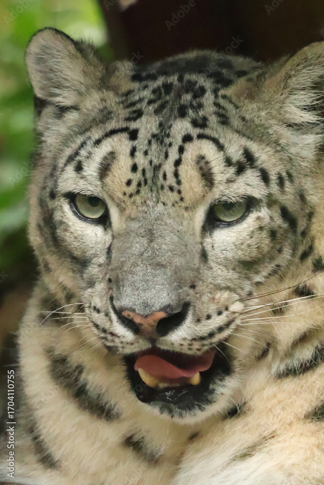 Fototapeta premium leopard portrait