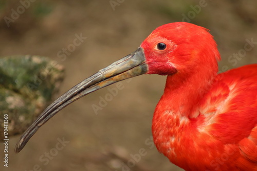 scarlet ibis close