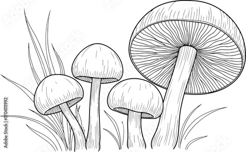 Autumn and Fall Line Art Sublimation, Fall-Autumn Mushroom Illustration 