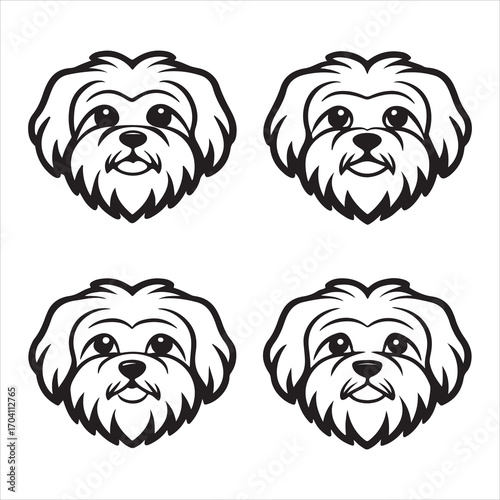 An Affectionate and Charming Shih Tzu Dog, an Imperial and Adorable Companion with a Long Flowing Coat and a Chrysanthemum-like Face, Bred for Royalty