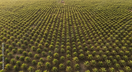 Al Qassim date palm farms aerial view