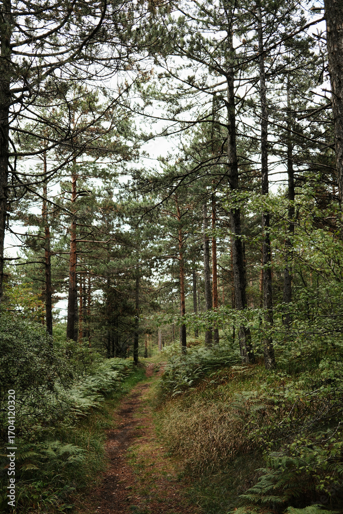Obraz premium Forest trail surrounded by tall pine trees in Divcibare, Serbia. Peaceful hiking path through dense greenery