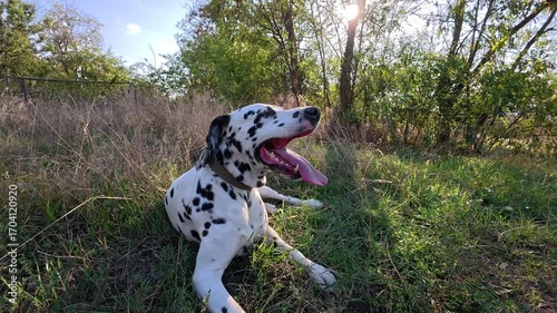 Happy dalmatian dog lying in green grass, resting after active game. Cute pet enjoying warm sun and fresh air on a beautiful day.
