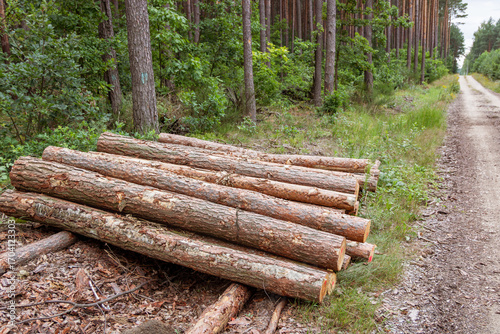 Cut tree trunks in stack on the forest paths side, deforestation