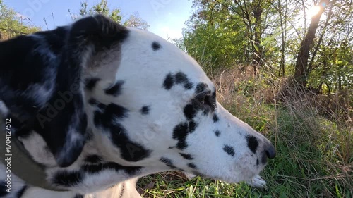 Happy dalmatian dog lying in green grass, resting after active game. Cute pet enjoying warm sun and fresh air on a beautiful day. Close-up.