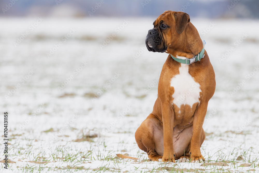 custom made wallpaper toronto digitalboxer dog on the grass
